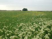 Satılır 600 sot torpaq Göyçay