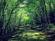 Satılır 85 sot torpaq Quba