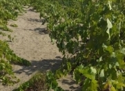 Satılır 25 sot torpaq Buzovna