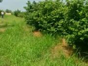 Satılır 0 sot torpaq Şabran