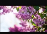 Satılır 2000 sot torpaq Şabran