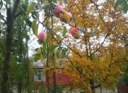 Satılır 23 sot torpaq Qusar