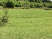 Satılır 10 sot torpaq İsmayıllı