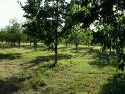 Satılır 100 sot torpaq Xaçmaz