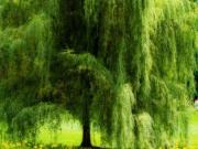 Satılır 4 sot torpaq Sumqayıt