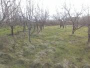 Satılır 8 sot torpaq Quba