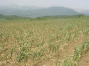 Satılır 800 sot torpaq İsmayıllı