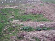 Satılır 10000 sot torpaq Şabran