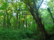 Satılır 14 sot torpaq Xaçmaz