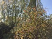 Satılır 12 sot torpaq İsmayıllı