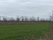 Satılır 800 sot torpaq Quba