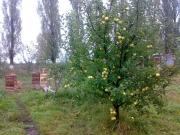 Satılır 250 sot torpaq Quba