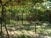 Satılır 5 otaqlı 100 m2 bağ evi Görədil