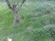 Satılır 12 sot torpaq İsmayıllı