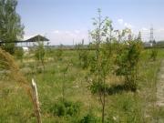 Satılır 20 sot torpaq Göyçay