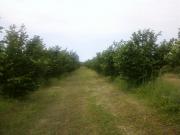 Satılır 3 sot torpaq Xaçmaz