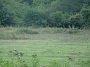 Satılır 6900 sot torpaq Quba