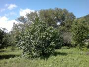 Satılır 12 sot torpaq İsmayıllı