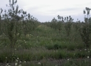 Satılır 220 sot torpaq Qusar