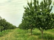 Satılır 1500 sot torpaq Şabran