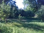 Satılır 550 sot torpaq Qusar