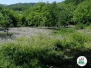 Satılır 400 sot torpaq Şamaxı