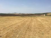 Satılır 314 sot torpaq Şamaxı