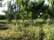 Satılır 13500 sot torpaq Xaçmaz