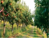 Satılır 20 sot torpaq Quba