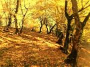 Satılır 12 sot torpaq Quba