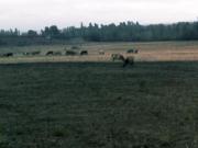 Satılır 106 sot torpaq Qusar