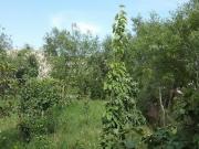 Satılır 18 sot torpaq Xırdalan