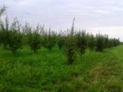 Satılır 87 sot torpaq Xaçmaz