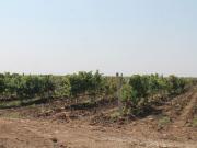 Satılır 530000 sot torpaq Cəlilabad