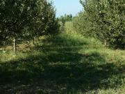 Satılır 100 sot torpaq Xaçmaz