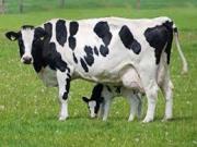 Satılır 8 sot torpaq Xaçmaz