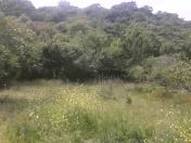 Satılır 6 sot torpaq Lənkəran