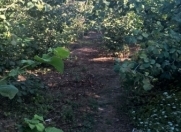 Satılır 10 sot torpaq Xaçmaz