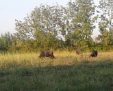 Satılır 20 sot torpaq Bərdə