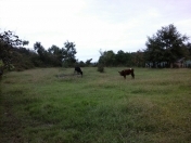 Satılır 27 sot torpaq Astara