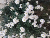 Satılır 108 sot torpaq Quba