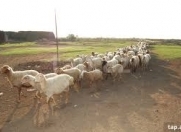 Satılır 34500 sot torpaq Kürdəmir