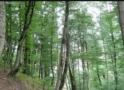 Satılır 10 sot torpaq İsmayıllı