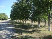 Satılır 100 sot torpaq Quba