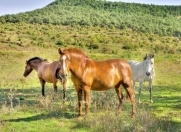 Satılır 60 sot torpaq Gədəbəy