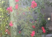 Satılır 3 sot torpaq Rəsulzadə