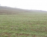 Satılır 156 sot torpaq Hökməli