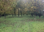 Satılır 53 sot torpaq Qəbələ