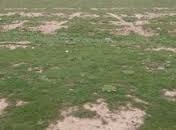 Satılır 6 sot torpaq Sumqayıt