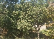 Satılır 8 sot torpaq Naxçıvan